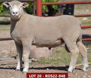 1X ILE DE FRANCE STUD RAM ROS 220048 W H Oosthuizen