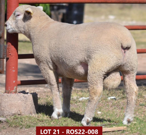 1X ILE DE FRANCE STUD RAM ROS 220008 W H Oosthuizen