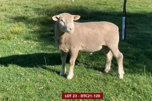 1X ILE DE FRANCE STUD RAM DTC 210120 Clarke SD & TA