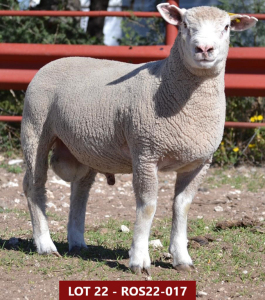 1X ILE DE FRANCE STUD RAM ROS 220017 W H Oosthuizen