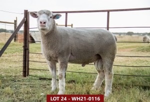 1X ILE DE FRANCE FLOCK RAM WH 210116 W H van Huyssteen