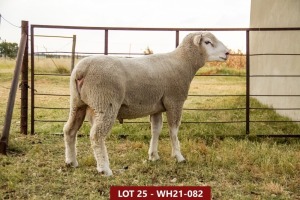 1X ILE DE FRANCE STUD RAM WH 210082 W H van Huyssteen