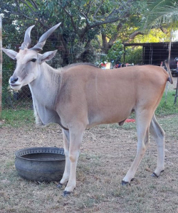 1 x Bull Eland