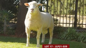 1X ILE DE FRANCE STUD RAM JLP 210039 JL’S Ile de France stoetery