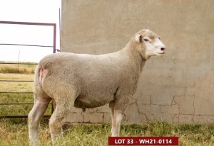 1X ILE DE FRANCE STUD RAM WH 210114 W H van Huyssteen