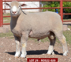 1X ILE DE FRANCE STUD RAM ROS 220020 W H Oosthuizen