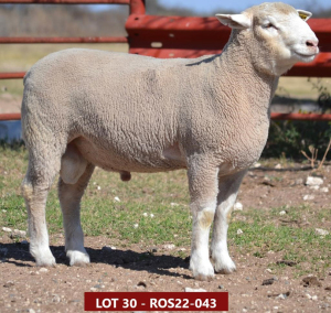 1X ILE DE FRANCE STUD RAM ROS 220043 W H Oosthuizen