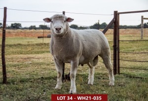 1X ILE DE FRANCE STUD RAM WH 210035 W H van Huyssteen