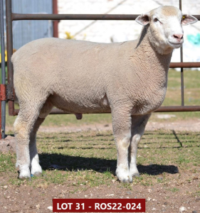 1X ILE DE FRANCE STUD RAM ROS 220024 W H Oosthuizen