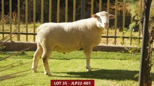 1X ILE DE FRANCE FLOCK RAM JLP 220001 JL’S Ile de France stoetery