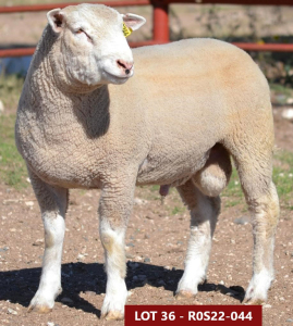 1X ILE DE FRANCE STUD RAM ROS 220044 W H Oosthuizen