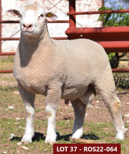 1X ILE DE FRANCE STUD RAM ROS 220064 W H Oosthuizen