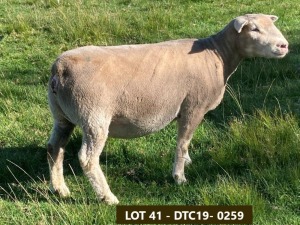 1X ILE DE FRANCE PREGNANT OOI/EWE DTC 190259 Clarke SD & TA