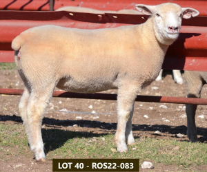 1X ILE DE FRANCE OOI/EWE ROS 220083 W H Oosthuizen