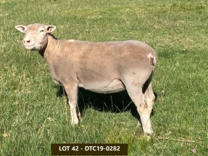 1X ILE DE FRANCE PREGNANT OOI/EWE DTC 190282 Clarke SD & TA