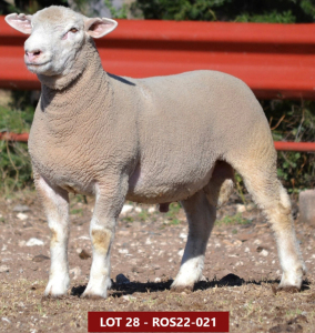 1X ILE DE FRANCE STUD RAM ROS 220021 W H Oosthuizen