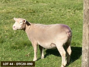 1X ILE DE FRANCE PREGNANT OOI/EWE DTC 200090 Clarke SD & TA