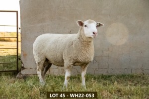 1X ILE DE FRANCE PREGNANT OOI/EWE WH 22053 W H van Huyssteen