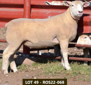 1X ILE DE FRANCE OOI/EWE ROS 220068 W H Oosthuizen