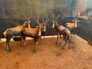 5 X Rams Blesbuck (Per Piece to take the lot)