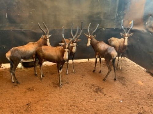 5 X Rams Blesbuck (Per Piece to take the lot)