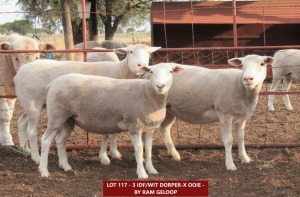 3X IDF/WHITE DORPER X (3 DRAGTIG) KOMMERSIëLE OOI/ COMMERCIAL EWE Gerrit Erasmus (Pay per animal)