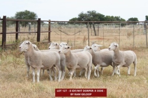 8X IDF/WHITE DORPER X (8 DRAGTIG) KOMMERSI&euml;LE OOI/ COMMERCIAL EWE Ruan Erasmus (Pay per animal)
