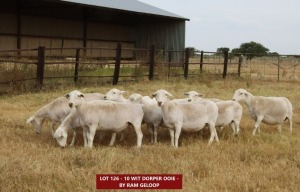 12X WHITE DOPRER (8 DRAGTIG) KOMMERSIëLE OOI/ COMMERCIAL EWE Ruan Erasmus (Pay per animal)