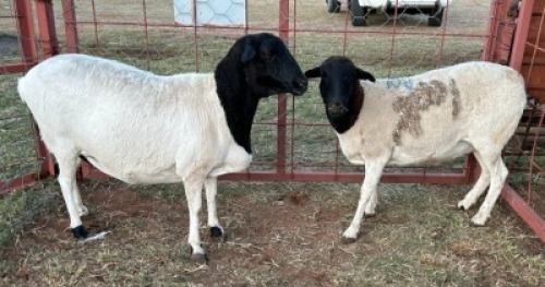 2 x Dorper/Meatmaster Ewe Christian Herbst (Pay per Animal)