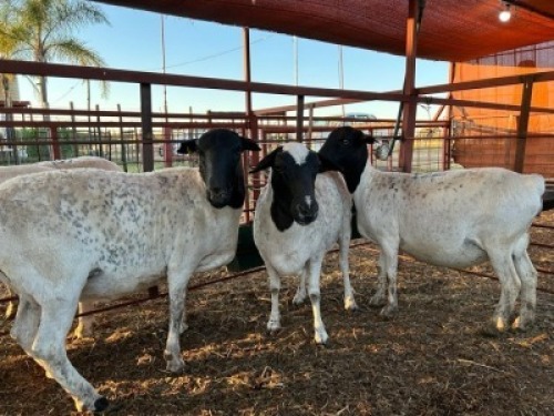 3 x Dorper/Meatmaster Ewe Christian Herbst (Pay per Animal)