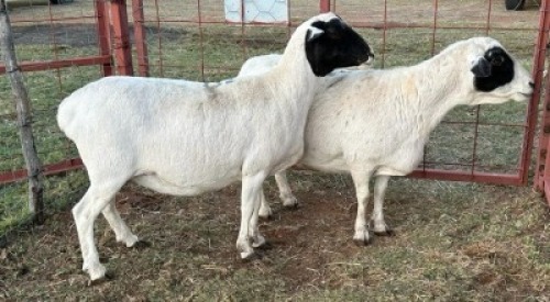 2 x Dorper/Meatmaster Ewe Christian Herbst (Pay per Animal)
