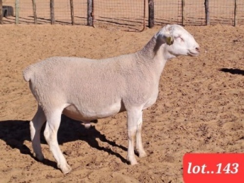 1 x White Dorper Ram Rueben Ruu Goat Breeders