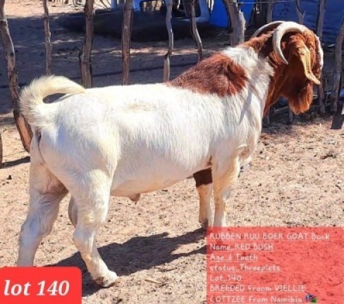 1 x Boer Goat Buck Rueben Ruu Goat Breeders
