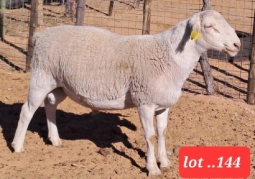 1 x White Dorper Ram Rueben Ruu Goat Breeders