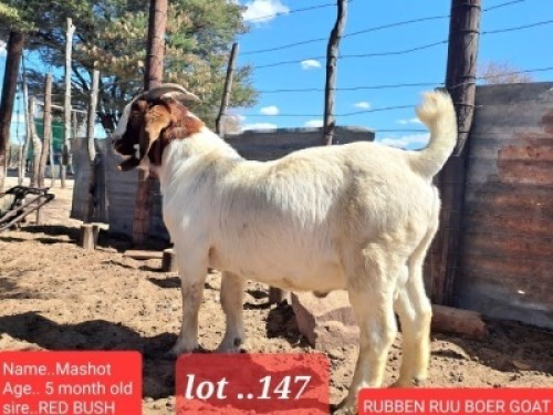 1 x Boer Goat Buck Rueben Ruu Goat Breeders