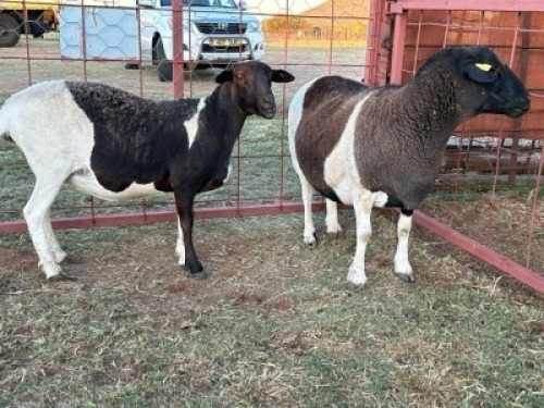 2 x Dorper/Meatmaster Ewe Christian Herbst (Pay per Animal)