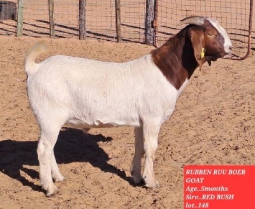 1 x Boer Goat Buck Rueben Ruu Goat Breeders
