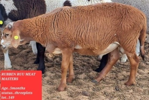 1 x Meatmaster Ram Rueben Ruu Goat Breeders
