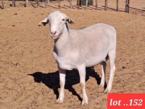 1 x White Dorper Ram Rueben Ruu Goat Breeders