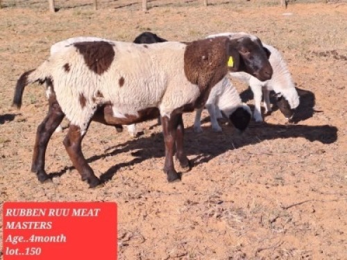 1 x Meatmaster Ram Rueben Ruu Goat Breeders