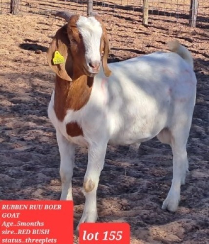 1 x Boer Goat Buck Rueben Ruu Goat Breeders
