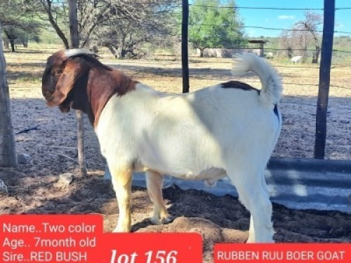 1 x Boer Goat Buck Rueben Ruu Goat Breeders