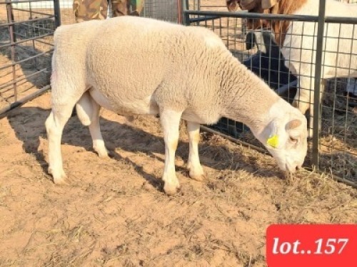 1 x White Dorper Ram Rueben Ruu Goat Breeders