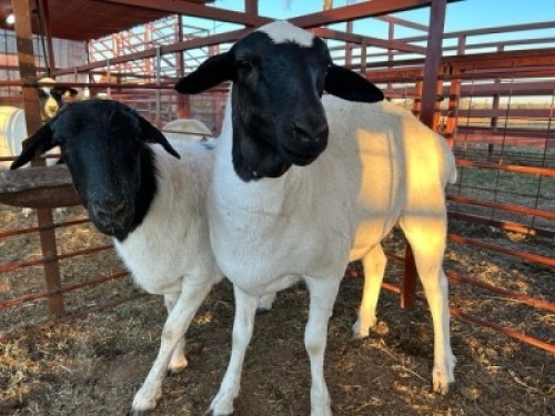 2 x Dorper/Meatmaster Ewe Christian Herbst (Pay per Animal)