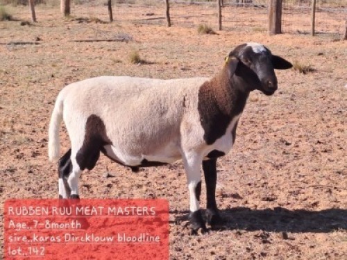 1 x Meatmaster Ram Rueben Ruu Goat Breeders