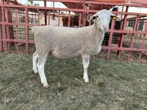 1 x White Dorper Ram Rueben Ruu Goat Breeders