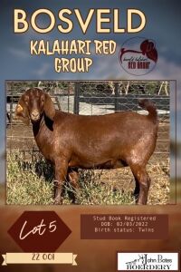 1X KALAHARI RED FLOCK DOE JOHN BOTES BOERDERY