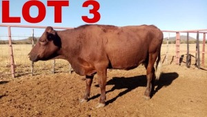 1 x Sussex Cow Zanool Arbi