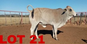 1 x Red Brahman Heifer Zanool Arbi