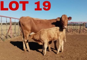 1+1 x Simbra Cow & Calf Zanool Arbi